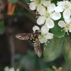 Syrphus shorae