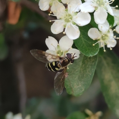Syrphus shorae