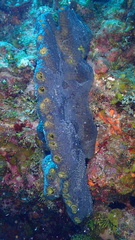 Smenospongia conulosa