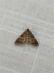Elophila difflualis
