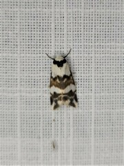 Thallarcha albicollis