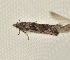 Holocola triangulana