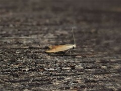 Tachystola acroxantha