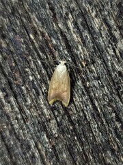 Tachystola acroxantha