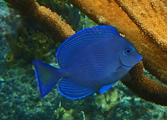 Acanthurus coeruleus
