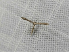 Stenoptilia zophodactylus