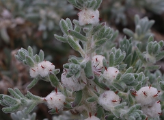 Dissocarpus paradoxus