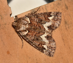 Chlenias ochrocrana