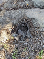 Pteropus alecto