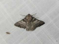 Hypobapta diffundens