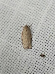 Euchaetis inceptella