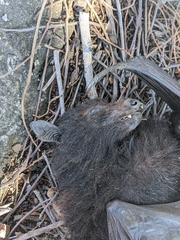 Pteropus alecto