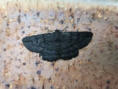 Melanodes anthracitaria