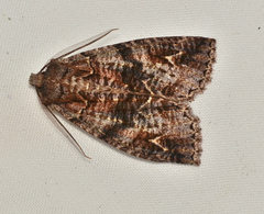Chlenias ochrocrana