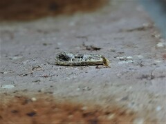 Moerarchis inconcisella