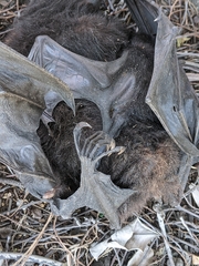Pteropus alecto