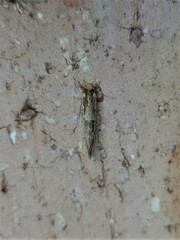 Moerarchis inconcisella