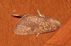 Plesanemma altafucata