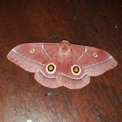 Gonimbrasia belina