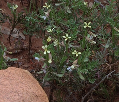 Carrichtera annua