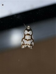 Scaptesyle dichotoma