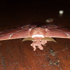 Gonimbrasia belina