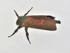 Aenetus ombraloma