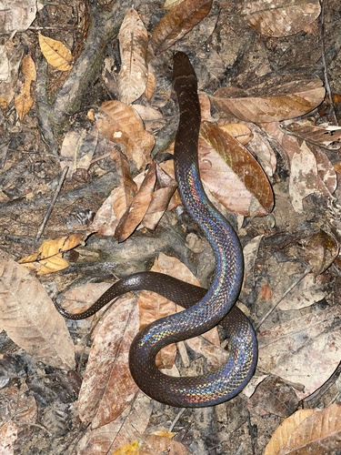 Photo of a Blackwater Mud Snake (Phytolopsis punctata)