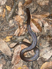 Phytolopsis punctata