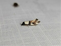 Monopis icterogastra