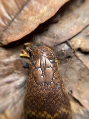 Phytolopsis punctata