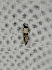 Monopis icterogastra