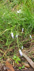 Wahlenbergia capillaris