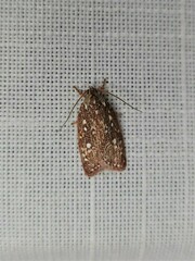 Euchaetis metallota