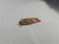 Euchaetis metallota