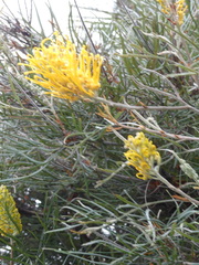 Grevillea eriostachya