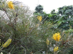 Grevillea eriostachya