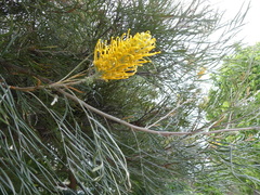 Grevillea eriostachya