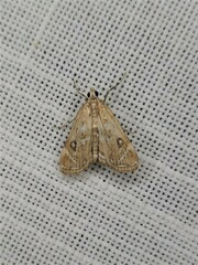 Parapoynx polydectalis