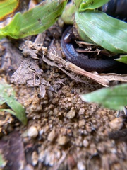 Pseudorabdion longiceps