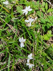 Jasminum simplicifolium