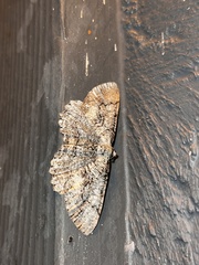 Cymatophora approximaria