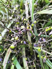 Dianella brevicaulis