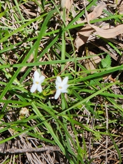 Jasminum simplicifolium