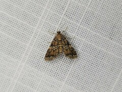 Elophila difflualis