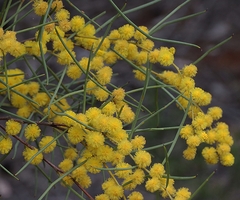 Acacia rigens