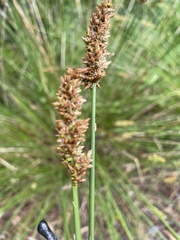 Carex tereticaulis