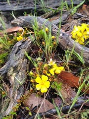 Hibbertia procumbens