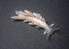 Trinchesia albocrusta