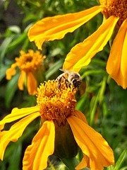Apis mellifera